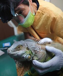 グリーンイグアナ診療