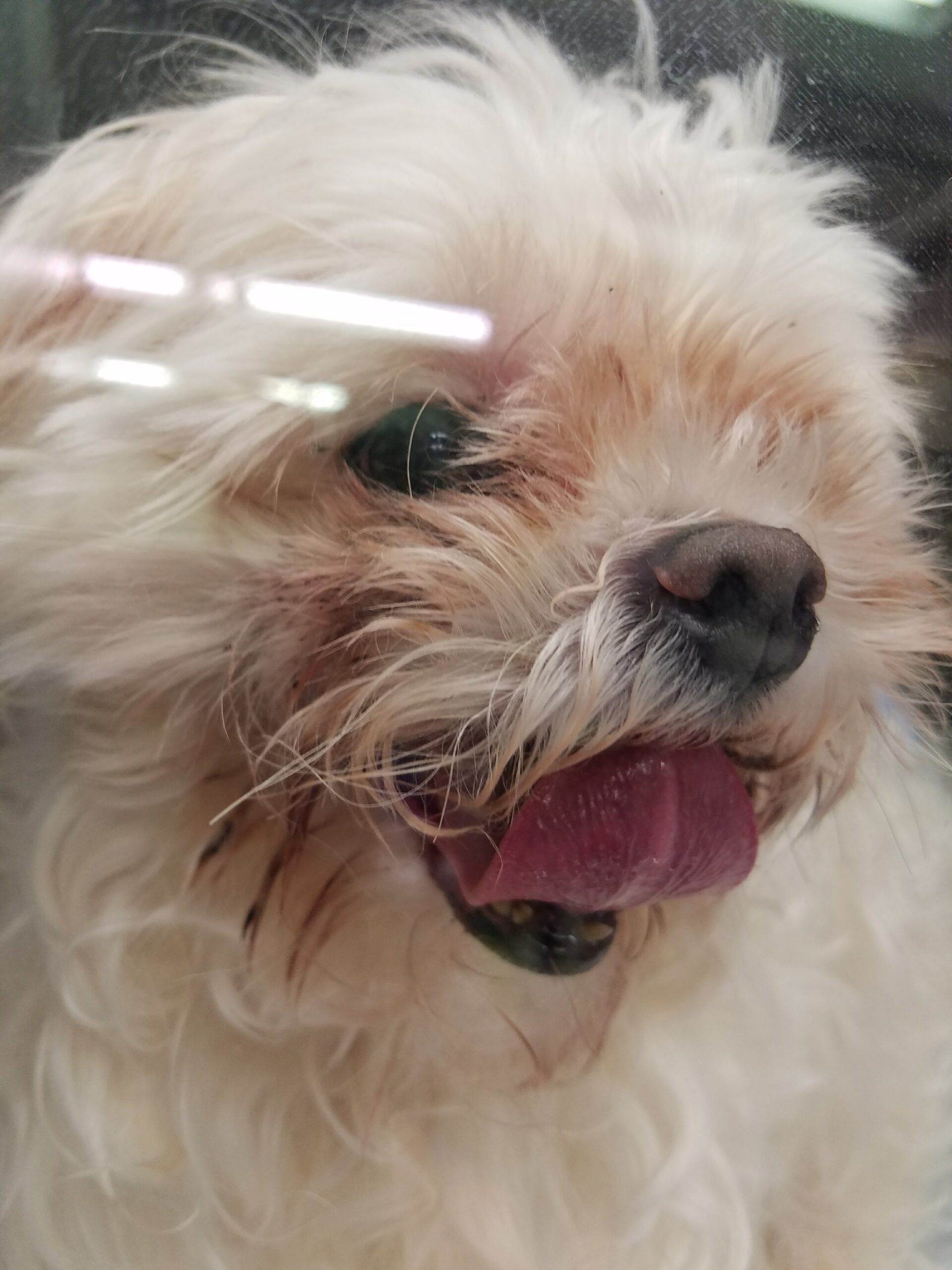 小型犬に多い心臓病「僧帽弁閉鎖不全症」を早期に見つけるために